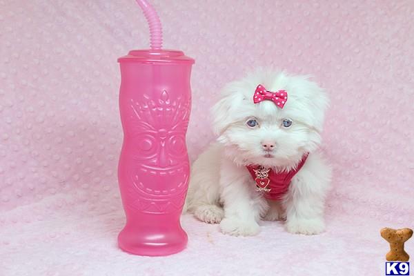 lvpuppyheaven Picture 1